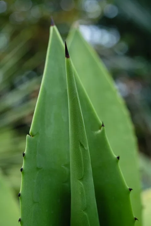 Aloe Vera Juice Can Be Dangerous For These Health Issues