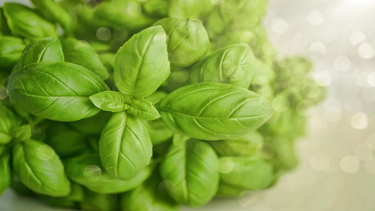 Basil: For digestion and