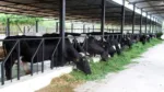 Dairy Farming Business (1)