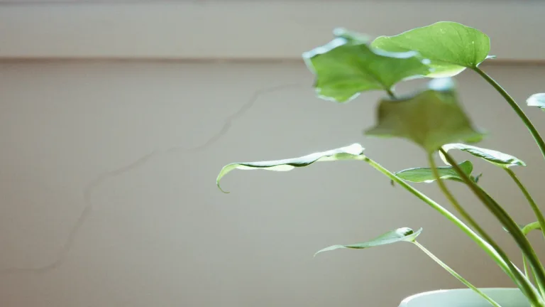 Designing a Life of Intentional Living