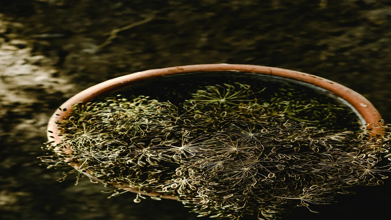 Dill: For digestion and