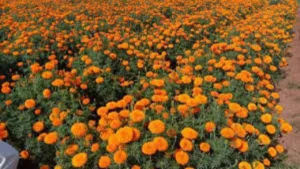 Success Story: Farmer Earns Big from Marigold Flowers
