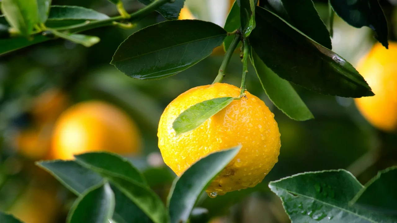 Lemon: For digestion and