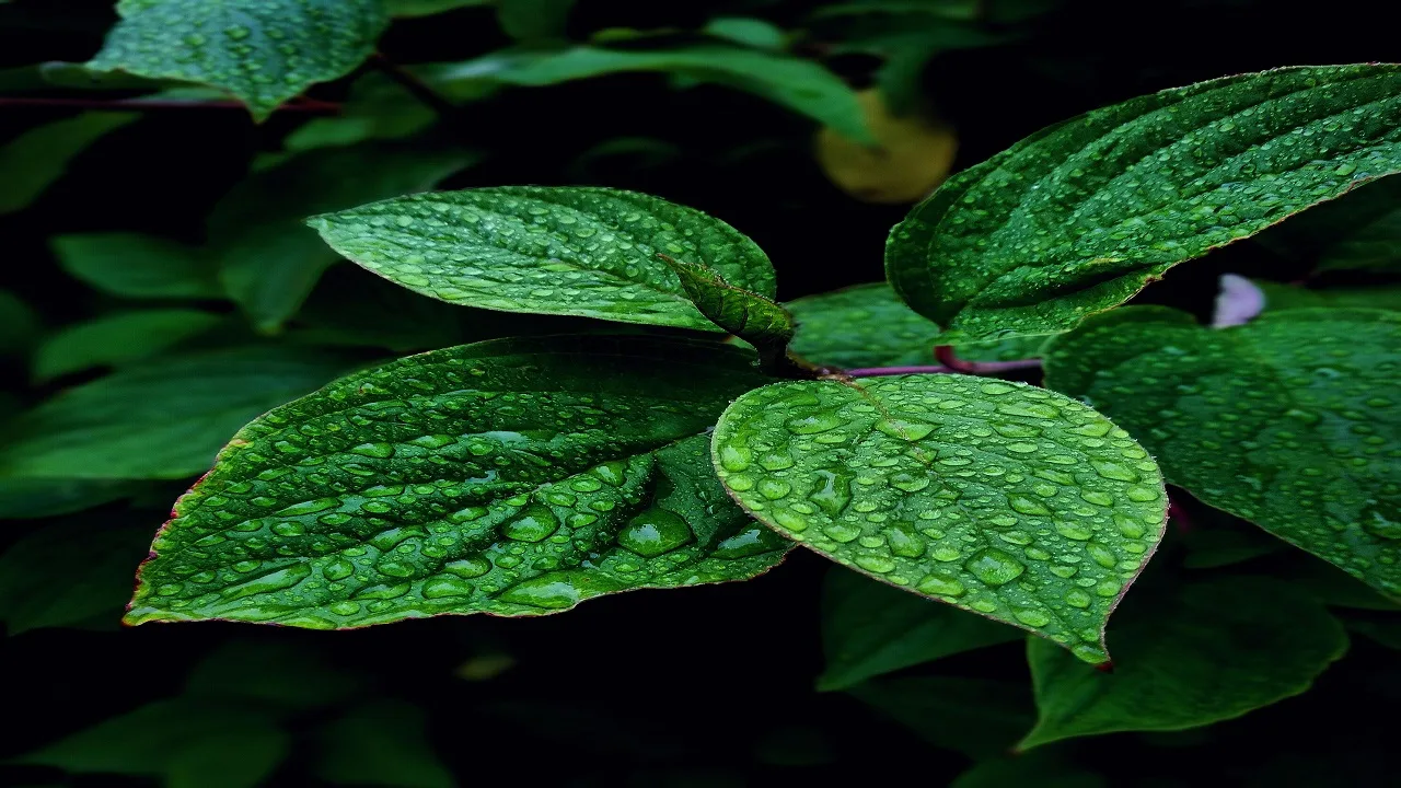 Mint For digestion and