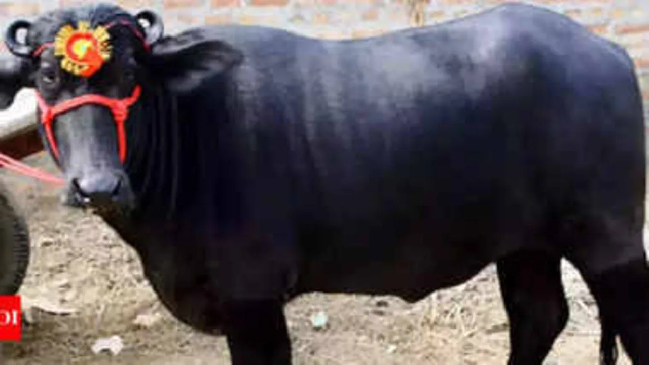 Murrah Buffalo: A Profitable Investment...