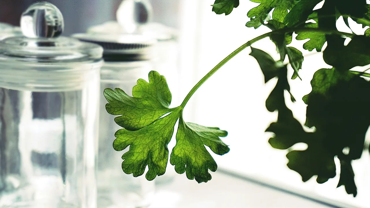 Parsley For digestion and