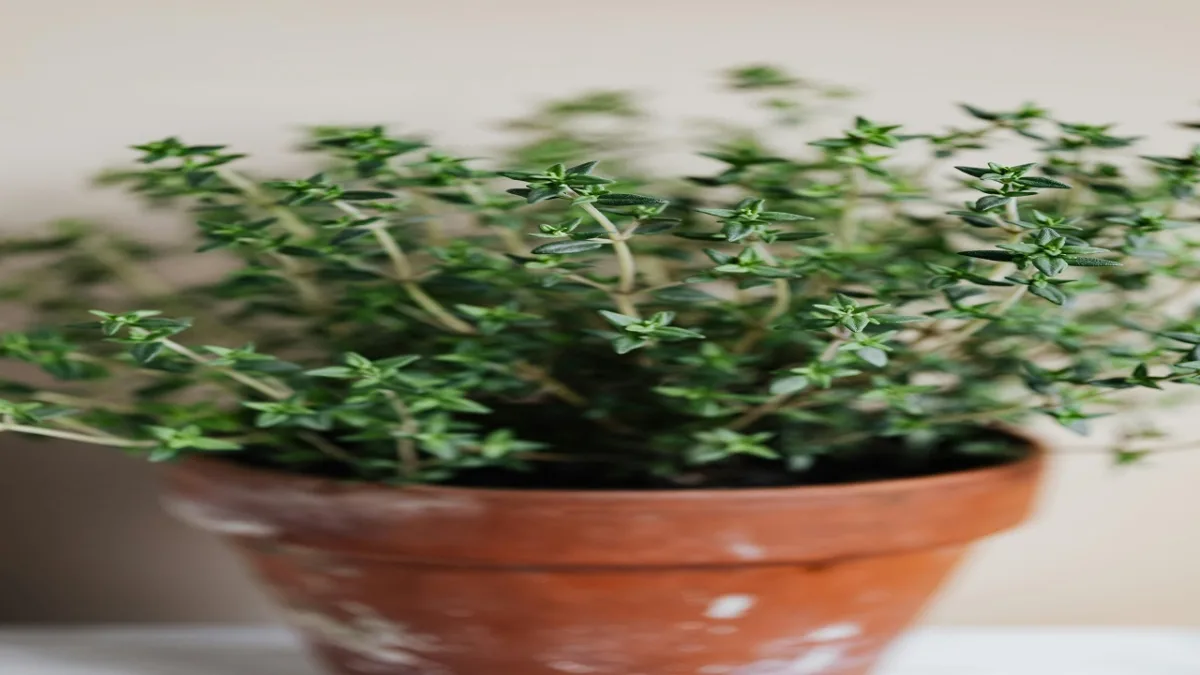 Thyme For Cough And Cold