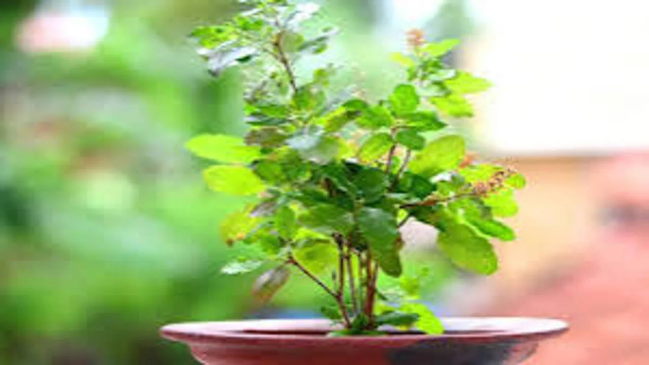 Tulsi