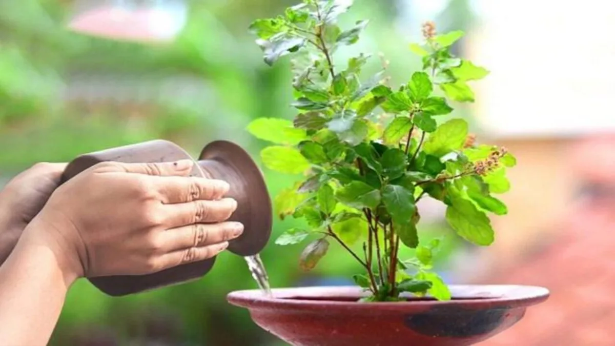 Tulsi Images News
