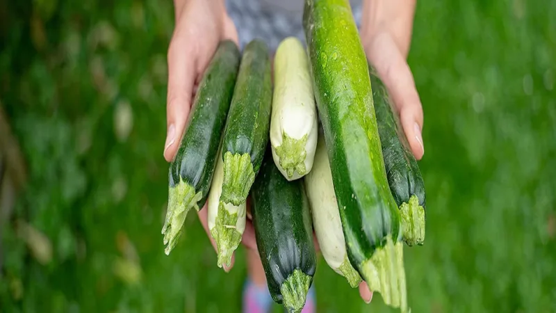 Zucchini Recipes Versatile, Healthy And Delicious