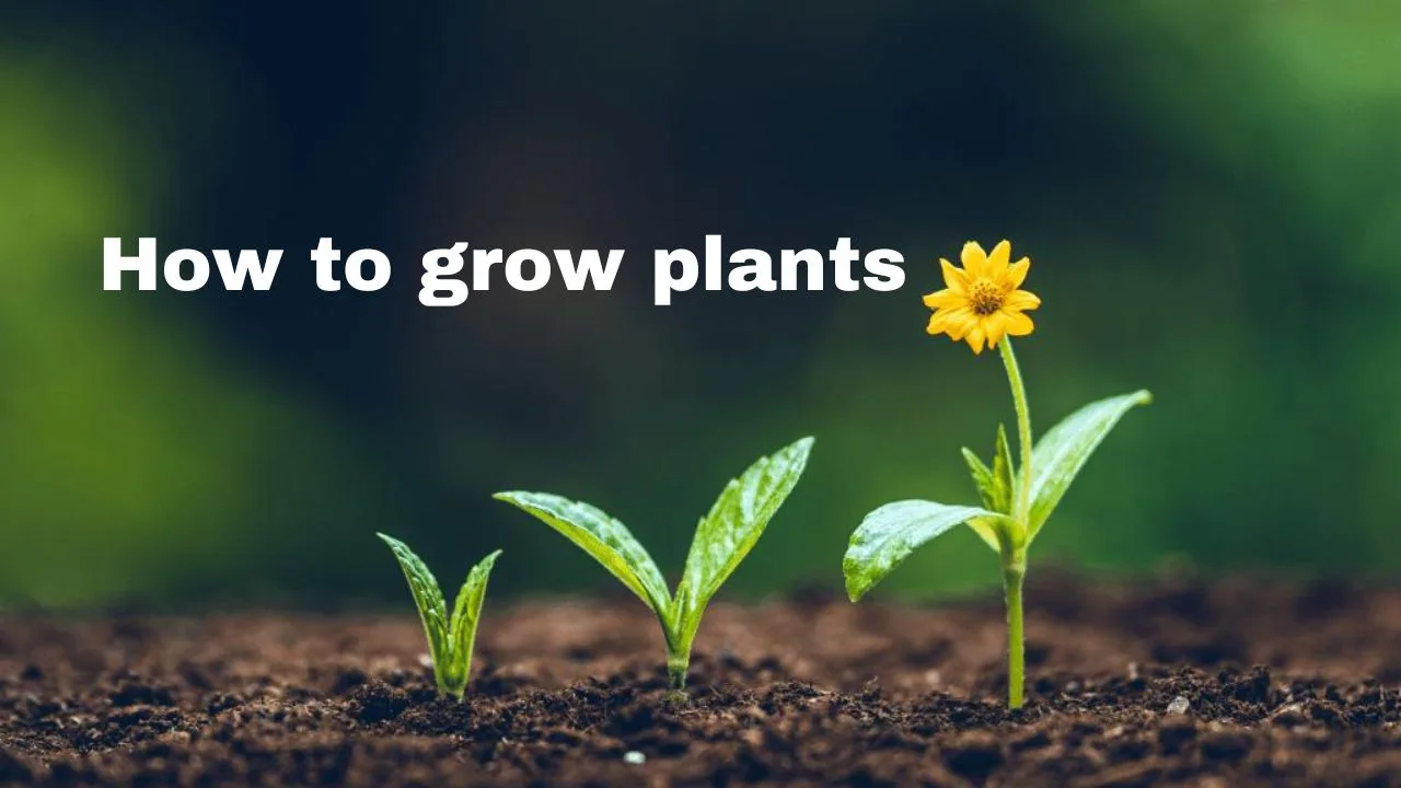 How to grow plants –...