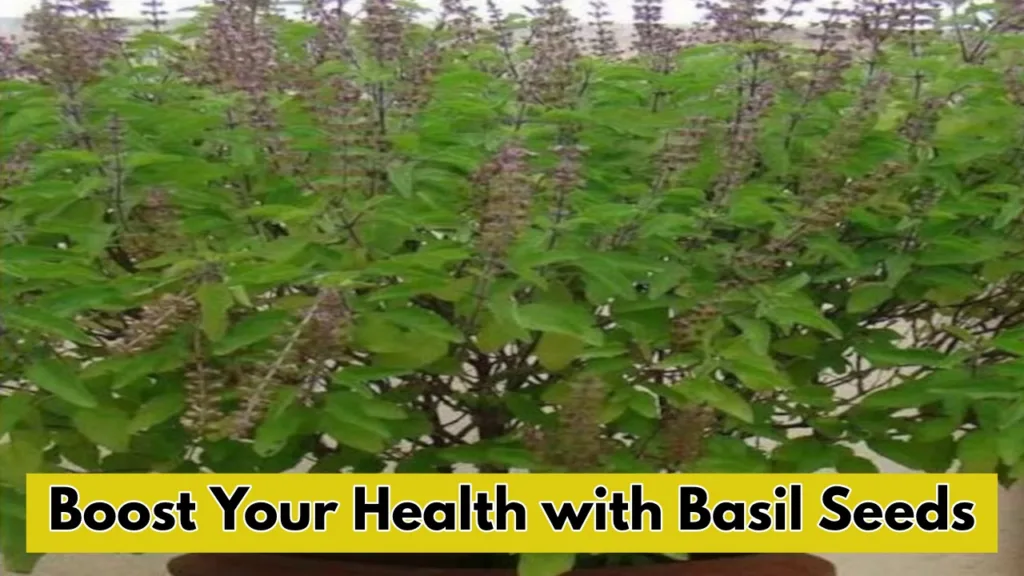 Basil Seeds: Nature Remedy for Weight Loss, Immunity, and Digestion