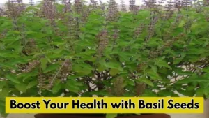 Basil Seeds: Nature Remedy for Weight Loss, Immunity, and Digestion
