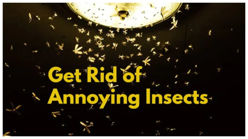 Get Rid Of Annoying Insects
