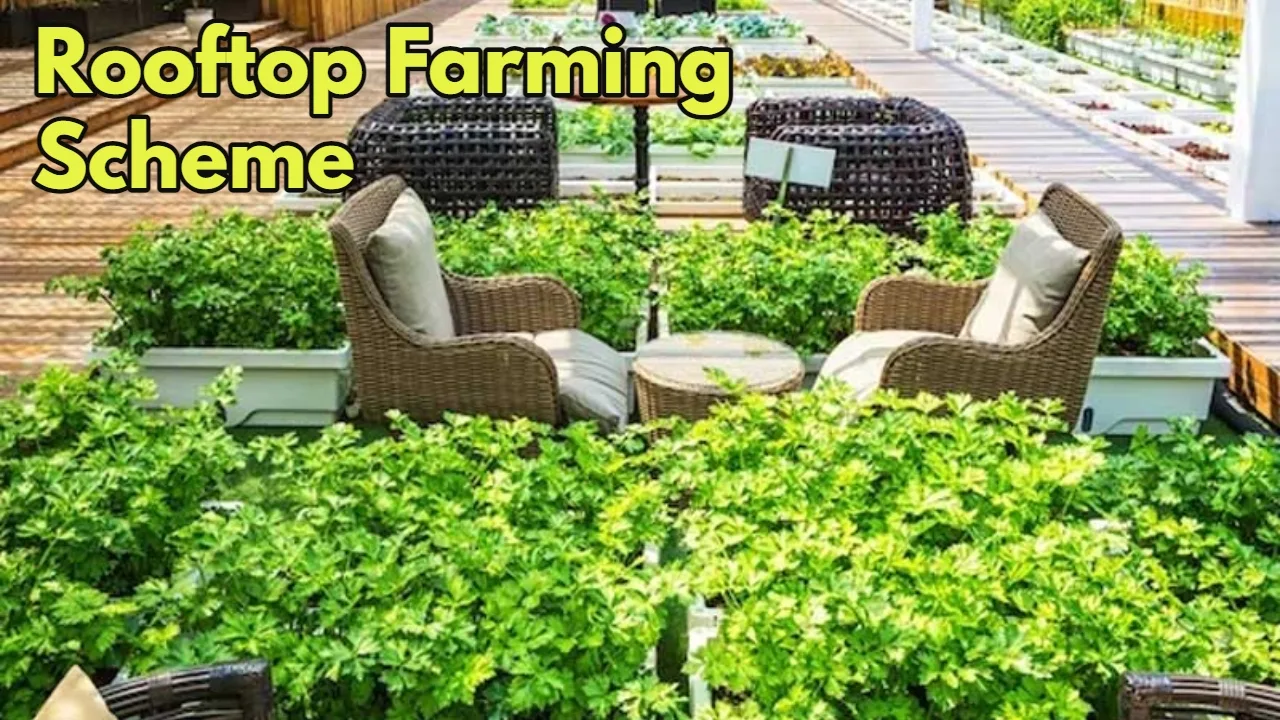 Rooftop Farming Scheme: Grow Your...