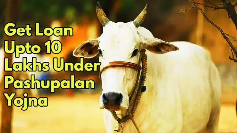 Sbi Pashupalan Yojana 1