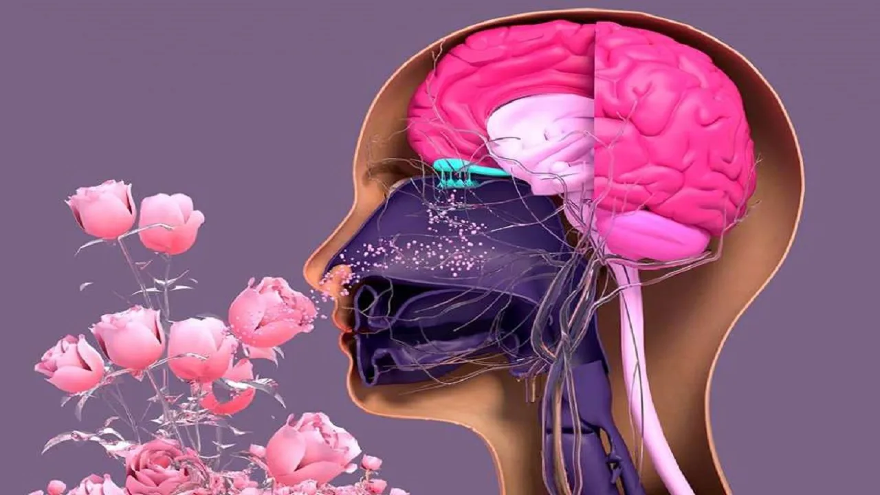 The Importance of Smell: How...