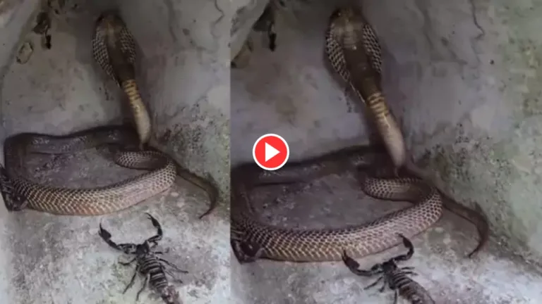 Viral Video: Terrifying Face-Off Between Snake and Scorpion