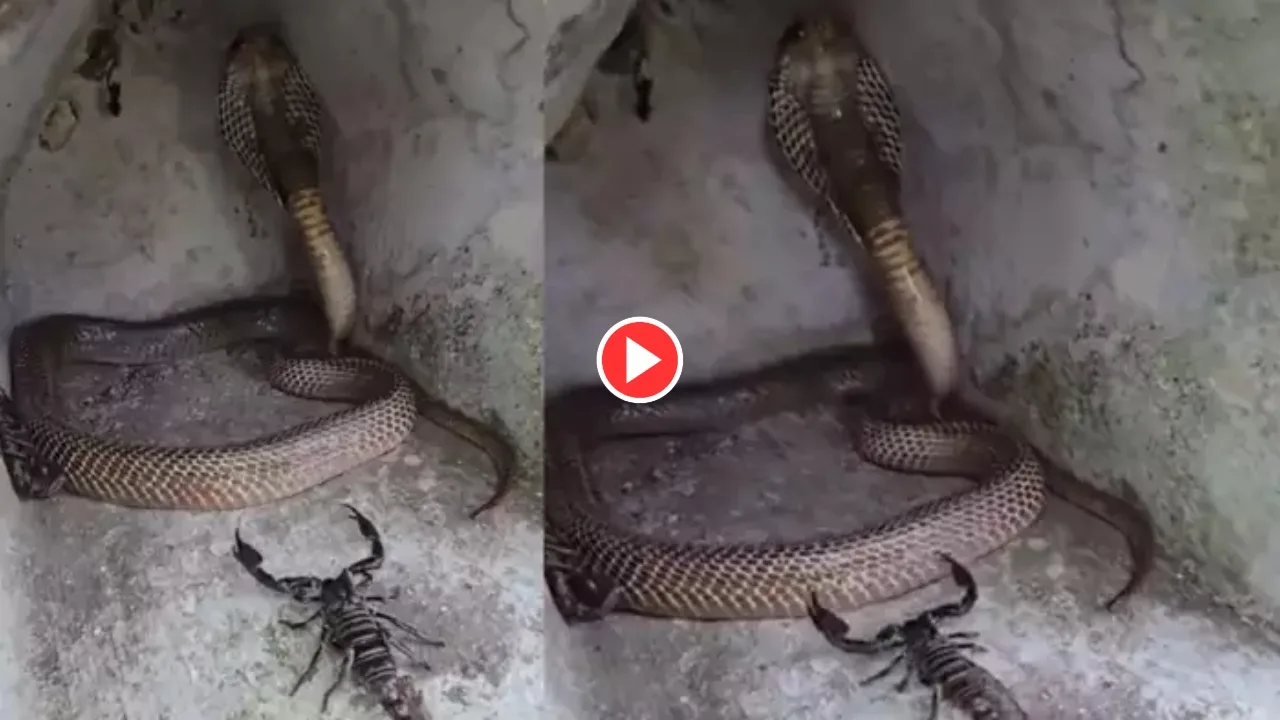 Viral Video: Terrifying Face-Off Between...