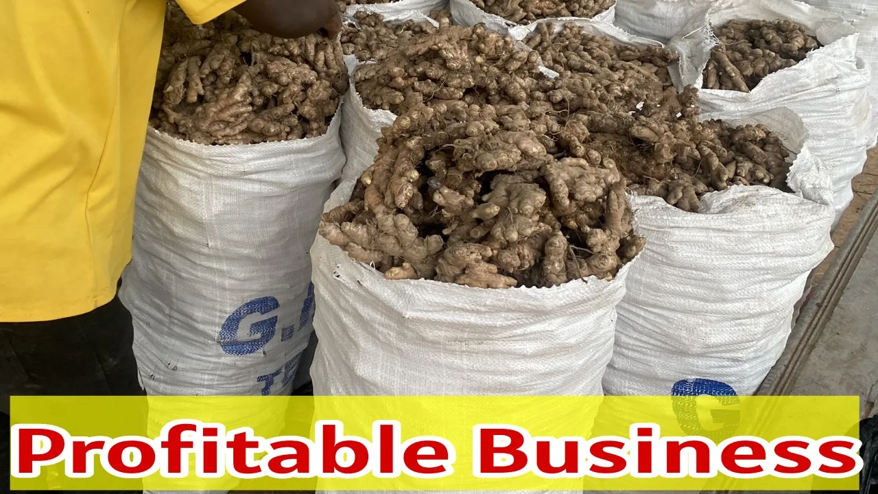 This business idea can fetch...