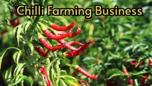 Chilli Farming Business: Start this business today and earn 10-12 lakhs!