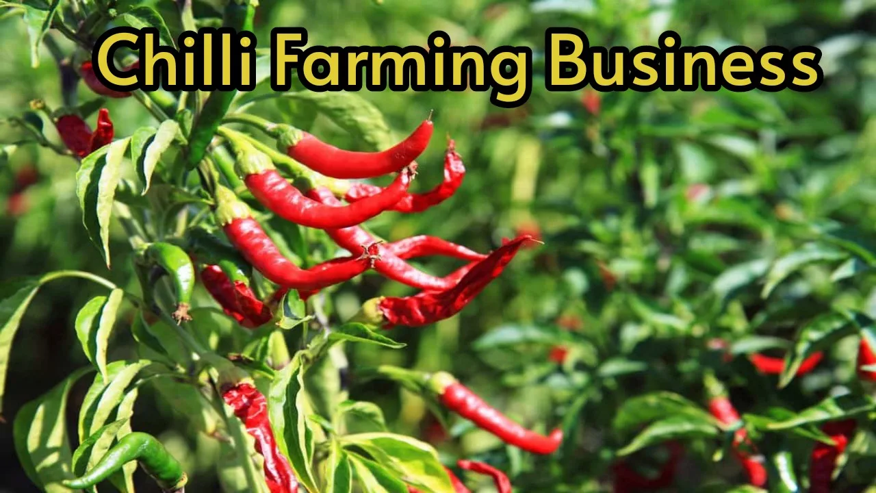 Chilli Farming Business: Start this...