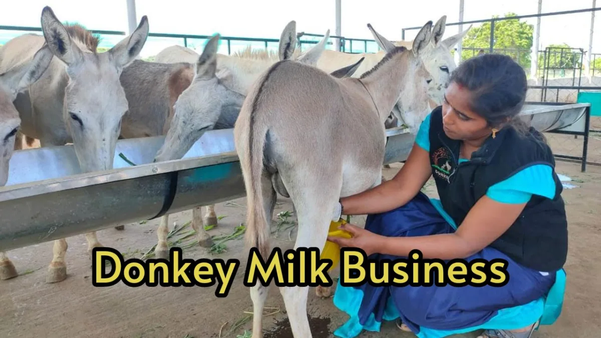 Donkey Milk Business
