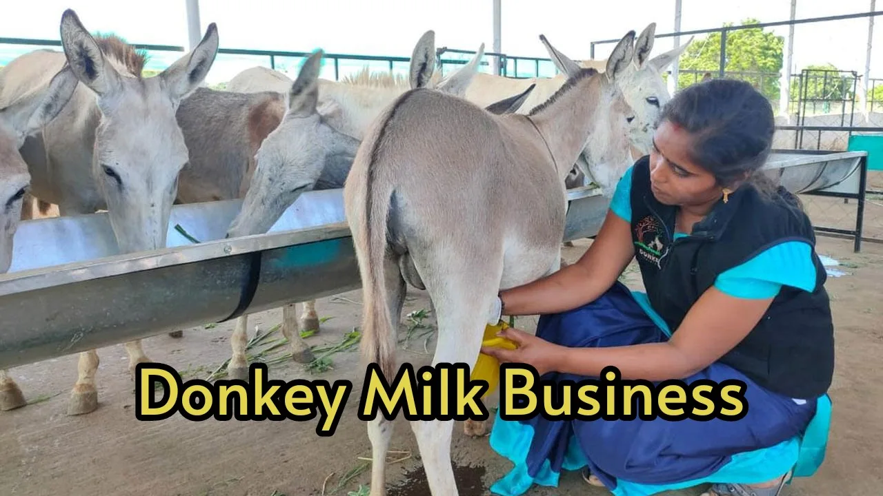 Donkey Milk Business: Start this...