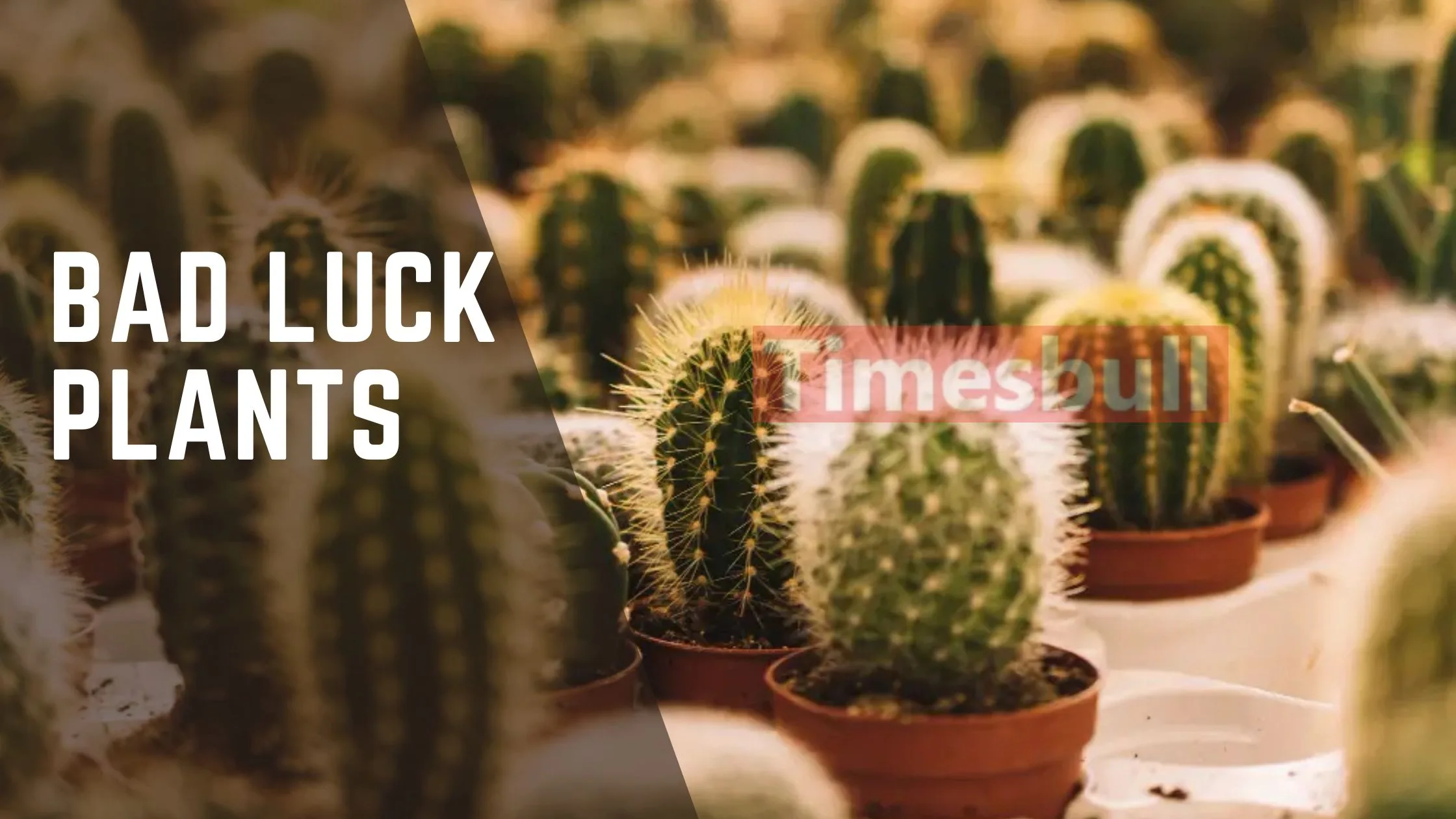Bad Luck Plants: Do