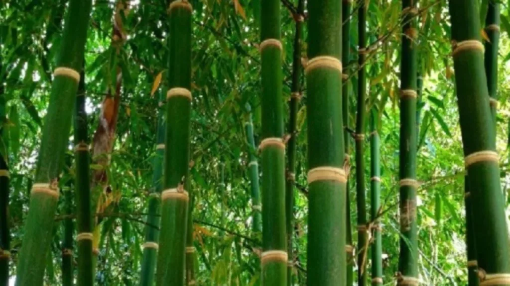 Business Idea: Grow Bamboo on Barren Land for Huge Profits – Complete Process Explained