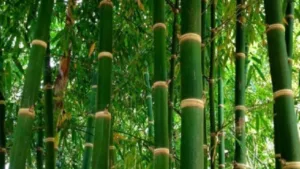 Bamboo Farming