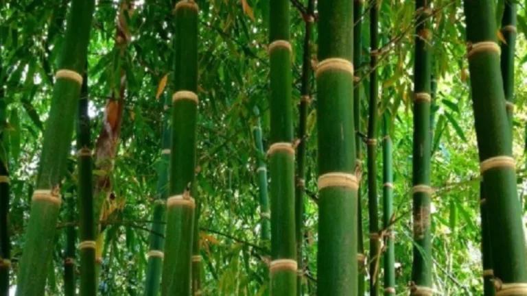 Business Idea: Grow Bamboo on Barren Land for Huge Profits – Complete Process Explained