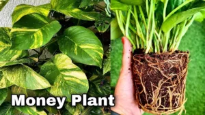 The Powerful Connection Between Money Plants and Goddess LakshmI