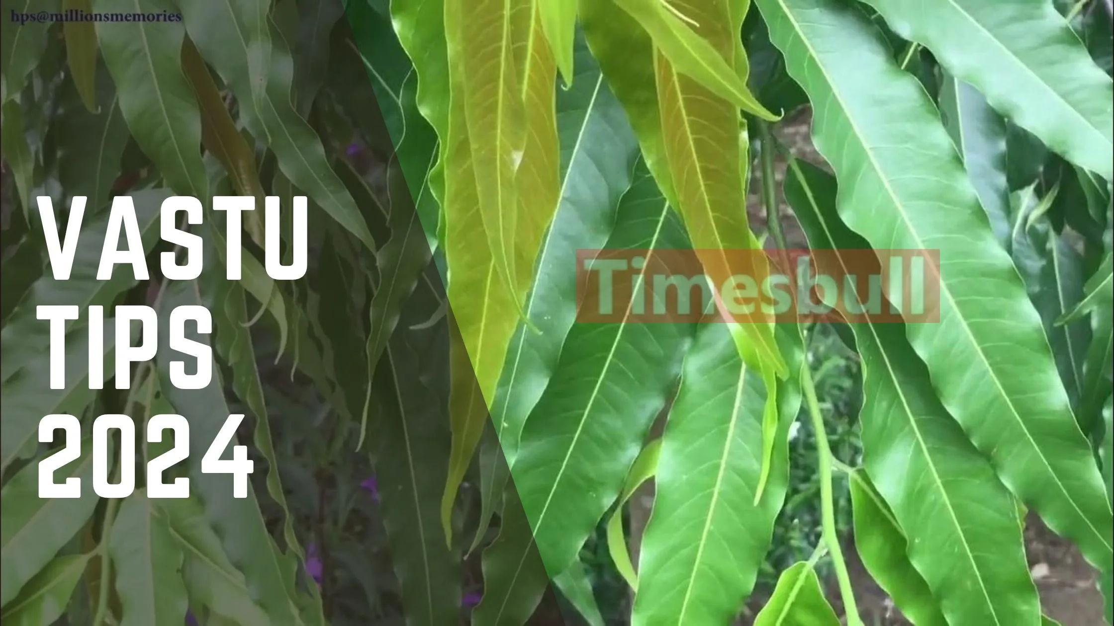 Vastu Tips: The leaves