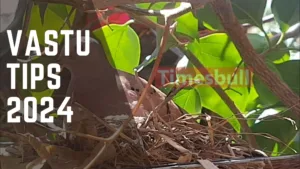 Vastu Tips: Making Bird or Pigeon Nest In The House Has Direct Impact On The Bank Balance, Know The Result