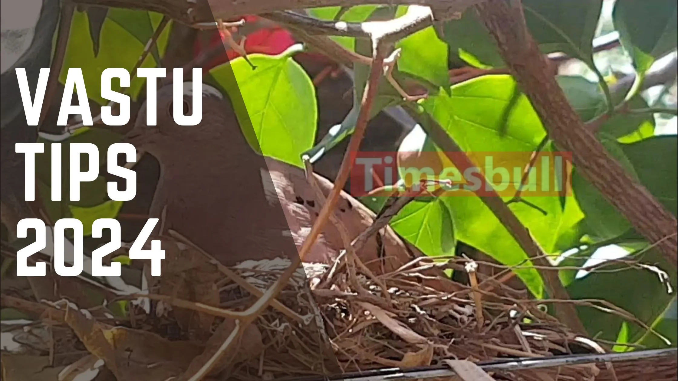 Vastu Tips: Making Bird
