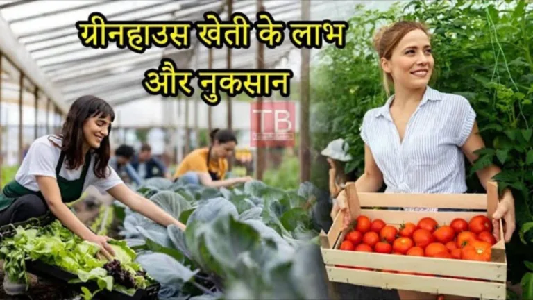 Advantages and disadvantages of greenhouse farming: know the complete information in one video