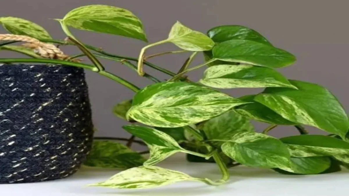 Mani Plant