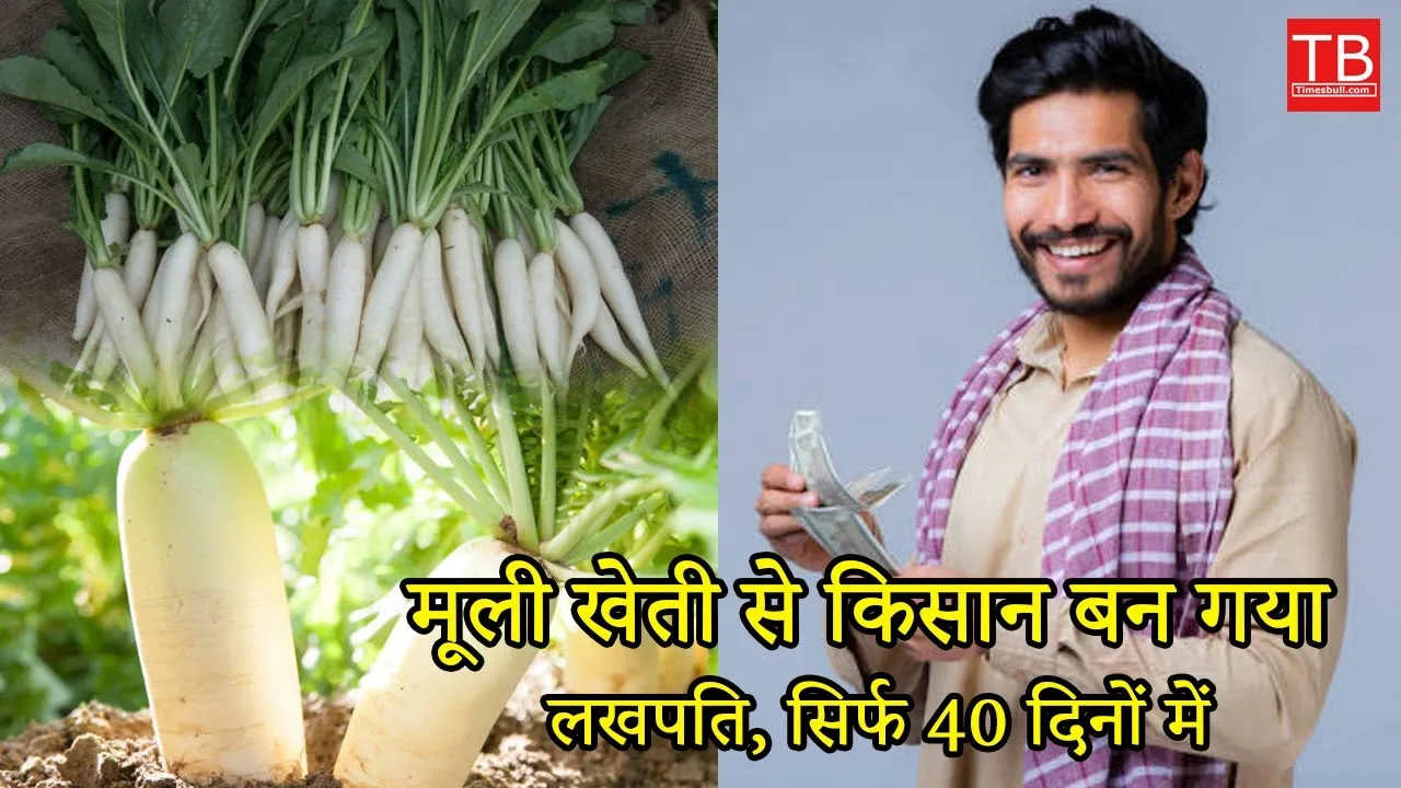 White radish farming: Know