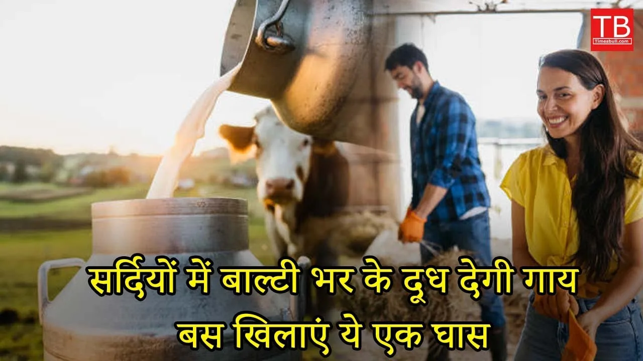 Winter cow milk boost: Feed...