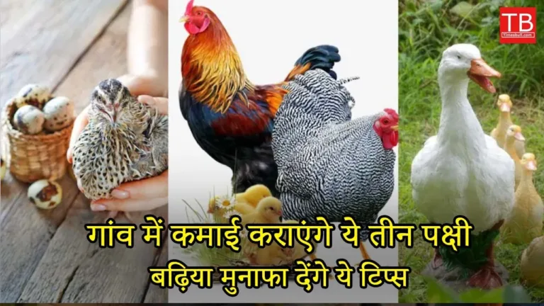 Top 3 highest-earning birds in poultry farming: Know which birds they are