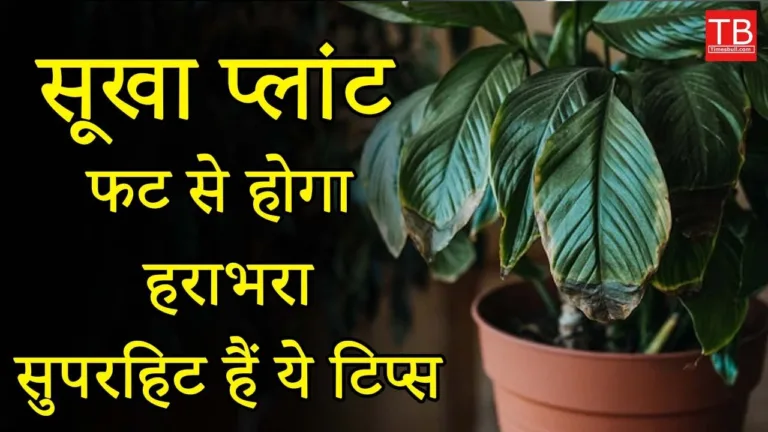 How to grow healthy green plants: Know the complete details