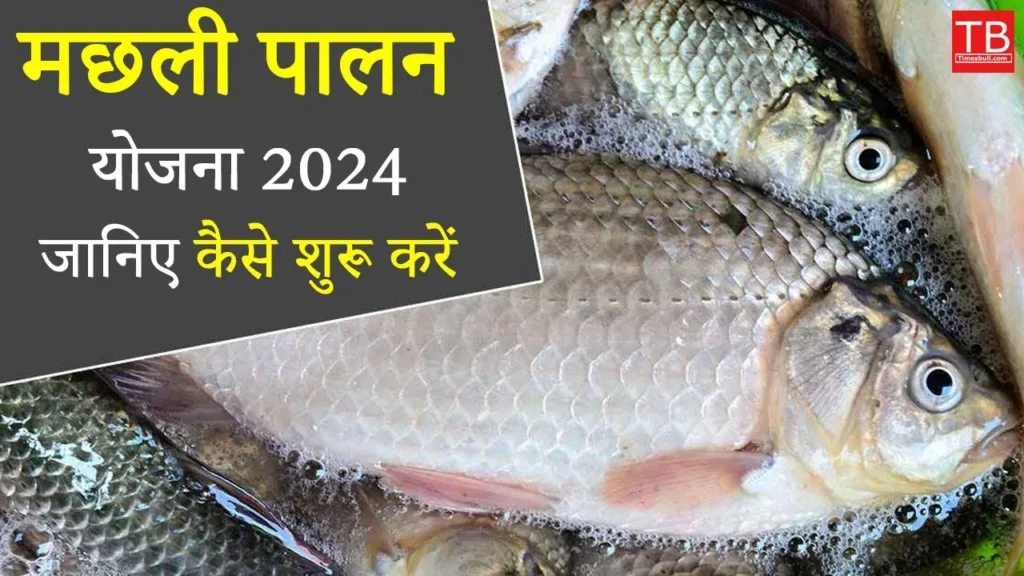 Fish farming scheme 2024: How to start