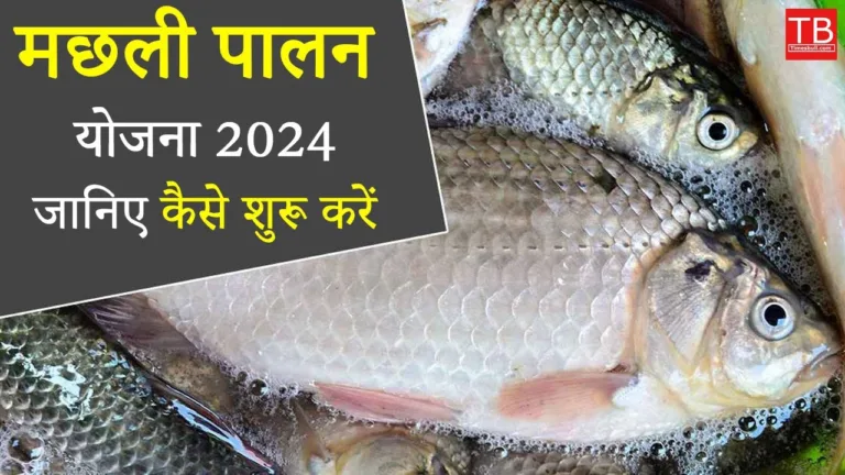 Fish farming scheme 2024: How to start