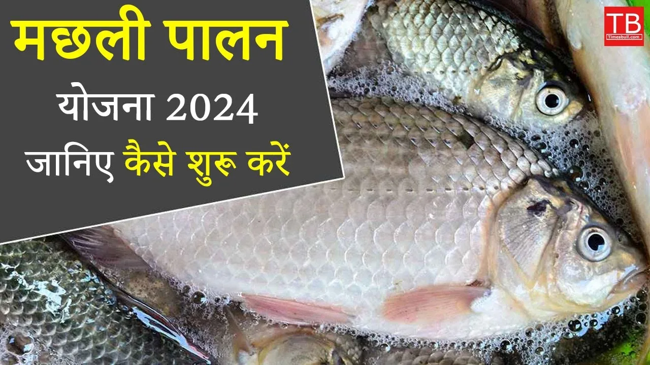 Fish farming scheme 2024: How...