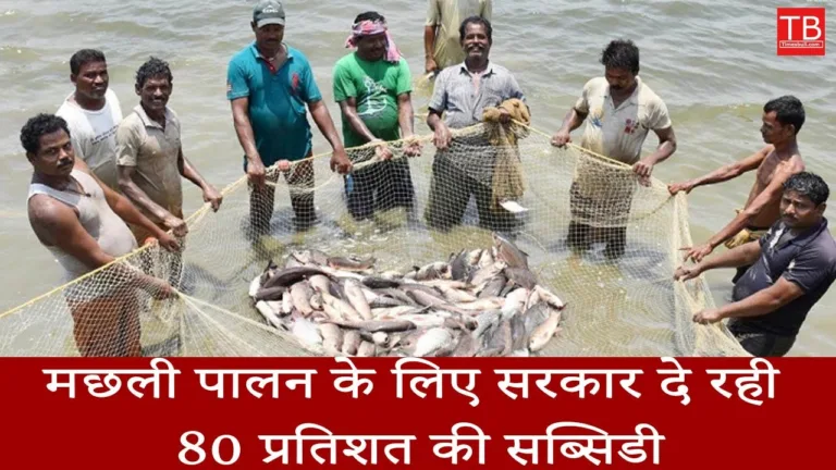 Government giving 80 percent subsidy for fish farming: Apply easily from here