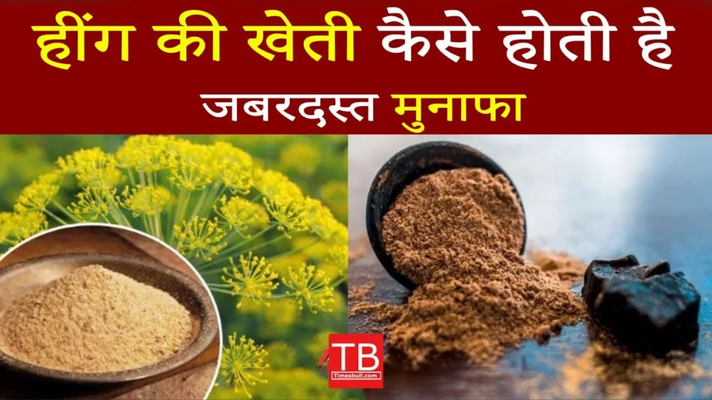 How to cultivate asafoetida: Know step by step process to earn more profit
