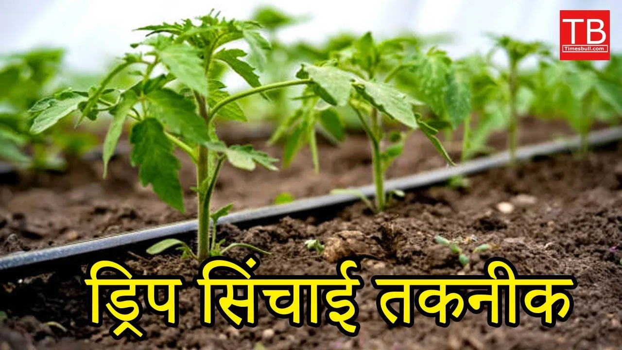 How drip irrigation saves water...