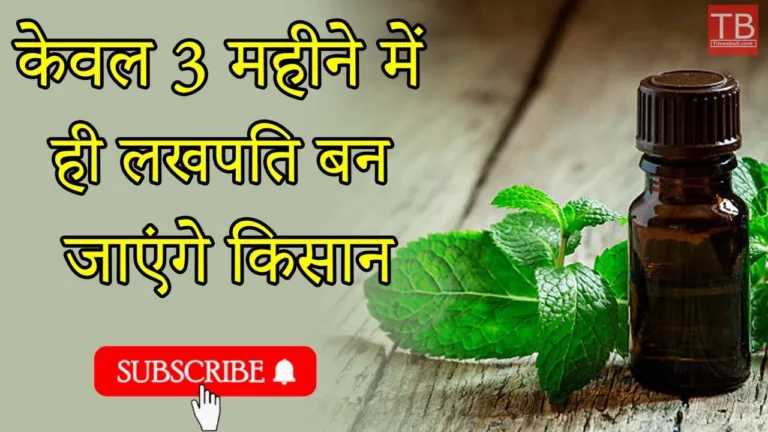 Once you start the business of extracting oil from this plant, you will become a millionaire in a short time