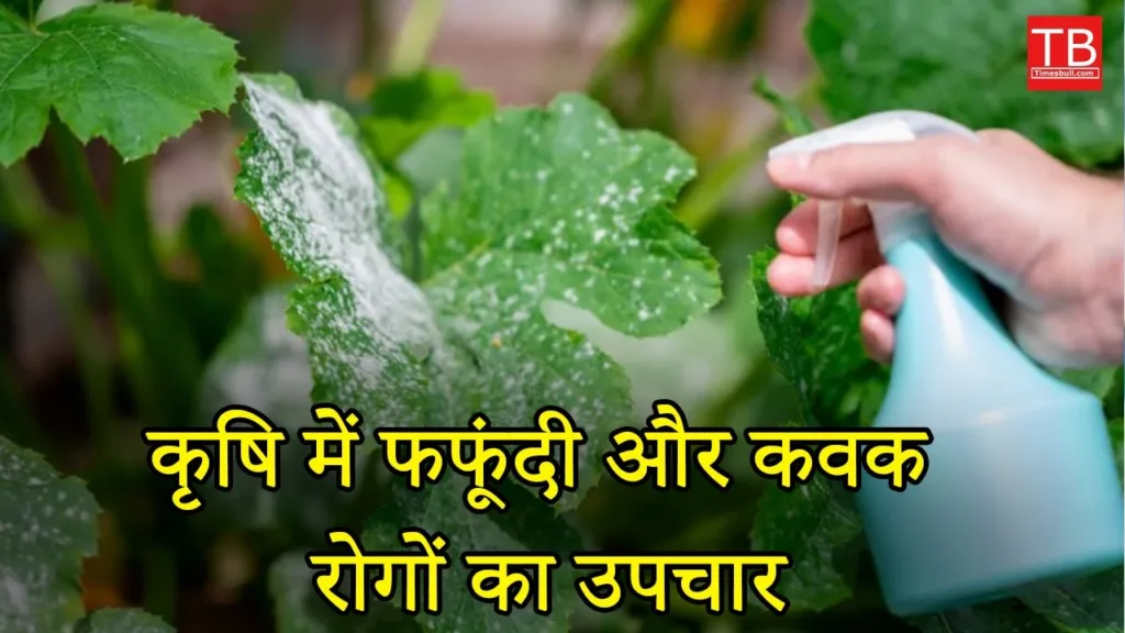 Effective Treatment for mold and fungal: Know what to do to treat these diseases